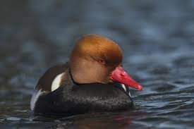 Image result for Netta rufina