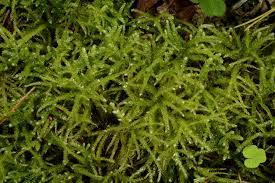 Attēlu rezultāti vaicājumam “Eurhynchium angustirete”