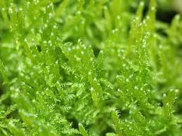 Attēlu rezultāti vaicājumam “Hamatocaulis vernicosus”