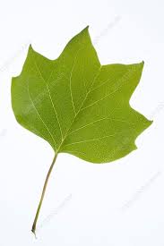 Attēlu rezultāti vaicājumam “Liriodendron tulipifera”