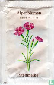 Image result for Steinnelke