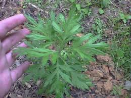 Image result for Artemisia vulgaris