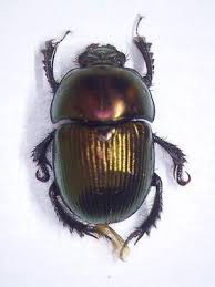 Attēlu rezultāti vaicājumam “Geotrupes”