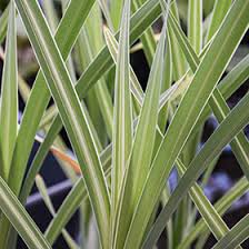 Attēlu rezultāti vaicājumam “Typha latifolia leaf”