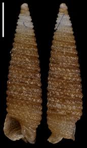 Attēlu rezultāti vaicājumam “Triplax russica”