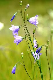 Attēlu rezultāti vaicājumam “Campanula rotundifolia leaf”