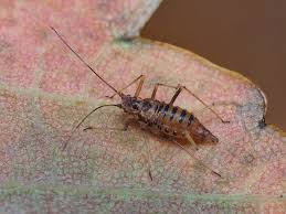 Attēlu rezultāti vaicājumam “Drepanosiphum platanoidis”