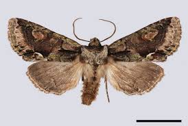 Attēlu rezultāti vaicājumam “Allophyes oxyacanthae”