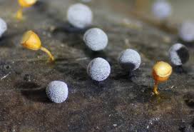 Attēlu rezultāti vaicājumam “Craterium minutum stalked”