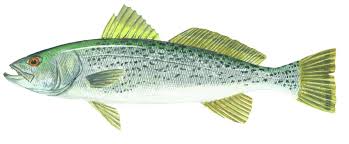 Image result for Cynoscion regalis