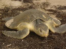 Image result for Lepidochelys kempii