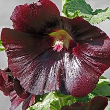 Image result for Alcea rosea