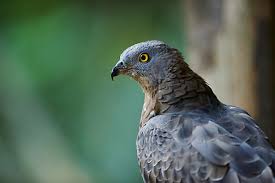 Attēlu rezultāti vaicājumam “Pernis apivorus”