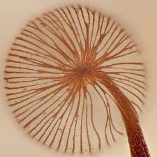 Attēlu rezultāti vaicājumam “Comatricha nigra stalked”