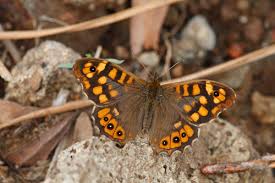 Attēlu rezultāti vaicājumam “Pararge aegeria”