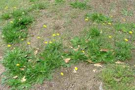 Attēlu rezultāti vaicājumam “Hypochaeris radicata bud”