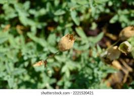 Attēlu rezultāti vaicājumam “Silene viscaria bud”