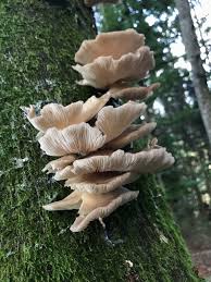 Attēlu rezultāti vaicājumam “Pleurotus ostreatus”