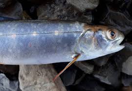 Image result for Salvelinus alpinus oquassa