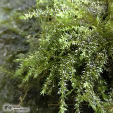 Attēlu rezultāti vaicājumam “Sphagnum riparium”