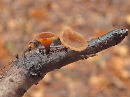 Attēlu rezultāti vaicājumam “Rutstroemia firma”