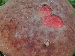 Attēlu rezultāti vaicājumam “Xerocomus pruinatus”