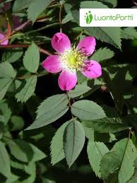 Attēlu rezultāti vaicājumam “Rosa glauca leaf”
