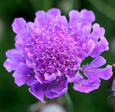 Image result for Scabiosa columbaria