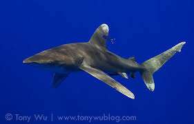 Image result for Carcharhinus longimanus