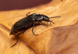 Attēlu rezultāti vaicājumam “Melandrya dubia”