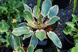 Attēlu rezultāti vaicājumam “Eryngium planum leaf”