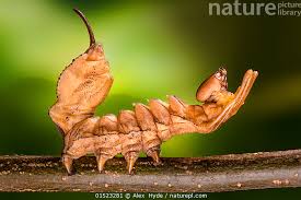 Attēlu rezultāti vaicājumam “Stauropus fagi”