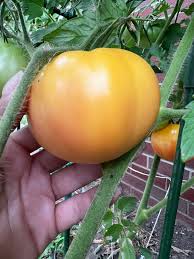 Afbeeldingsresultaat voor blushing yellow tomato
