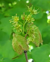 Attēlu rezultāti vaicājumam “Acer campestre flower”