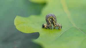 Attēlu rezultāti vaicājumam “Abraxas sylvata”