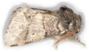 Attēlu rezultāti vaicājumam “Notodontidae”