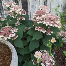 Attēlu rezultāti vaicājumam “Hydrangea arborescens”