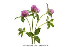 Attēlu rezultāti vaicājumam “Trifolium pratense”