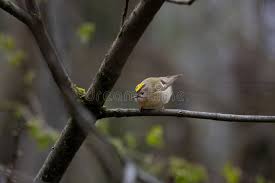 Attēlu rezultāti vaicājumam “Regulus regulus adult”