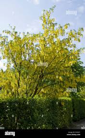 Image result for Laburnum anagyroides