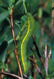 Attēlu rezultāti vaicājumam “Colias palaeno upperside”