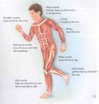 Muscular System