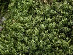 Attēlu rezultāti vaicājumam “Paraleucobryum longifolium”