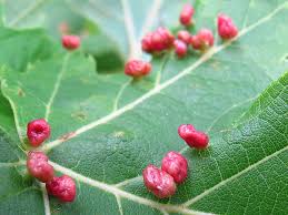 Attēlu rezultāti vaicājumam “Vasates quadripedes”