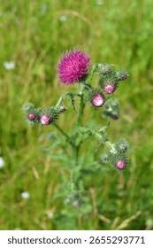 Attēlu rezultāti vaicājumam “Carduus crispus leaf”
