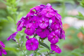 Image result for Phlox (großblumig)