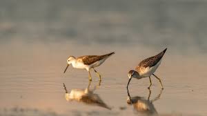 Attēlu rezultāti vaicājumam “Tringa stagnatilis”