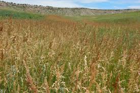 Attēlu rezultāti vaicājumam “Poa pratensis”