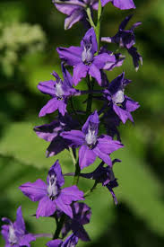 Image result for Consolida ajacis oder Consolida regalis