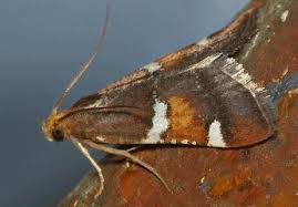 Attēlu rezultāti vaicājumam “Pyralis regalis”